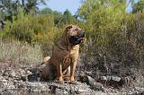 SHAR-PEI 053